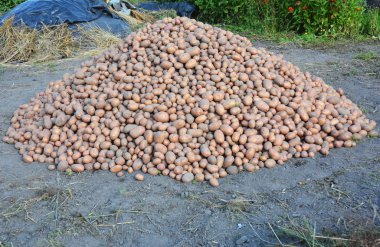 Hasat ve organik tarım patates depolama.