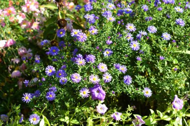 Solucan otu yaprak aster (Machaeranthera tanacetifolia) ile arılar için bahçe. Bahçenizde arı-dostu Aster amellus ile sonbaharda yapmak.
