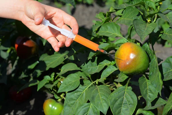 Científico Inyectando Químicos Tomate Rojo Transgénico Concepto Para Alimentos Químicos — Foto de Stock
