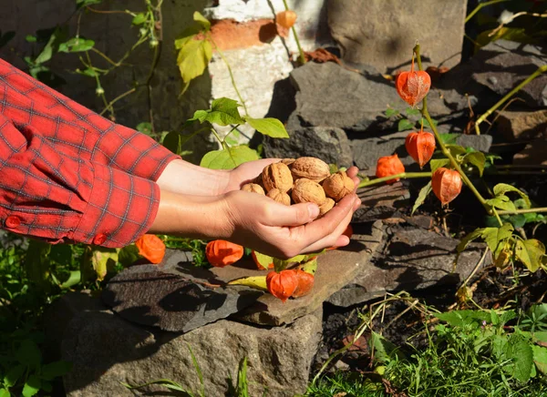 Jardinero cosechando nueces, sosteniendo nueces y cáscaras en las manos . — Foto de Stock