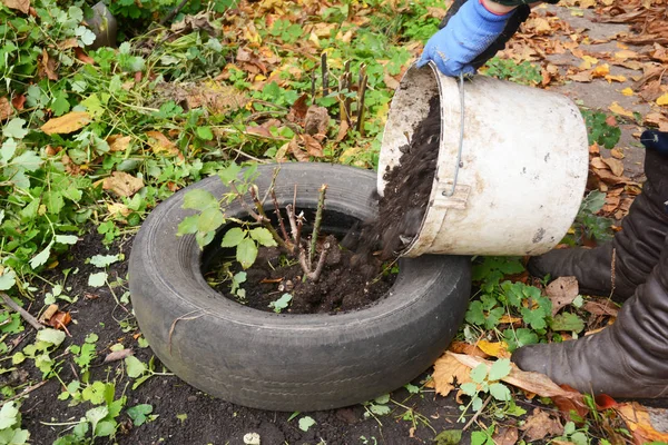 Winter Protection for Garden Roses Bush with Dirt, Peat and Old Car Tyres . — стоковое фото