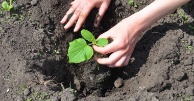 Panoramik bahçıvan salatalık bitki üzerinde