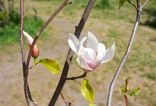 Fleur Magnolia Fleurs Sur Branche Arbre Printemps — Photo