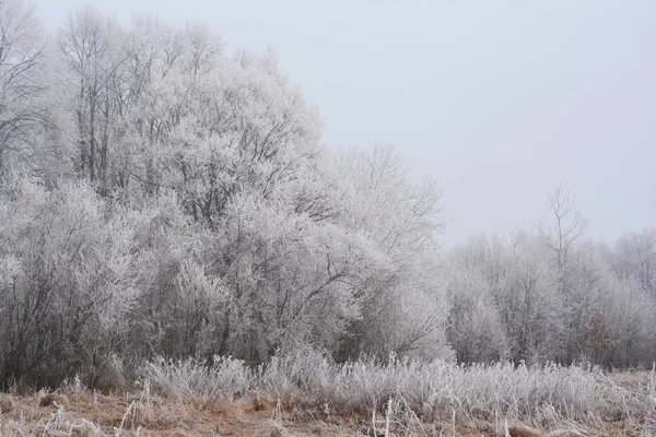 Beautiful forest with hoarfrost in cold  weather.