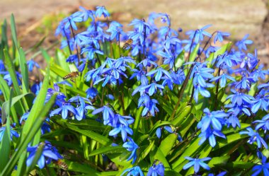 First spring flowers Squill,  Scilla Bifolia with honey bees in the garden
