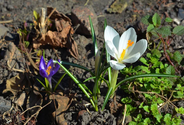 Piękne Wiosenne Dzikie Kwiaty Krokus Kwiaty — Zdjęcie stockowe