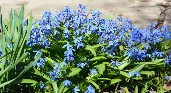 Голубые Цветы Весеннем Клумбе — стоковое фото