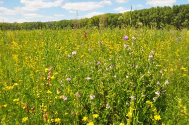 Çiçek açan çiçekler çok güzel çayır