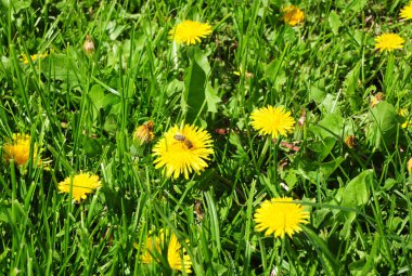 Çiçeği karahindiba ve arılar yaz çim Sahası.