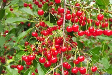 Kırmızı Olgun Kiraz kiraz ağacı dalları üzerinde.