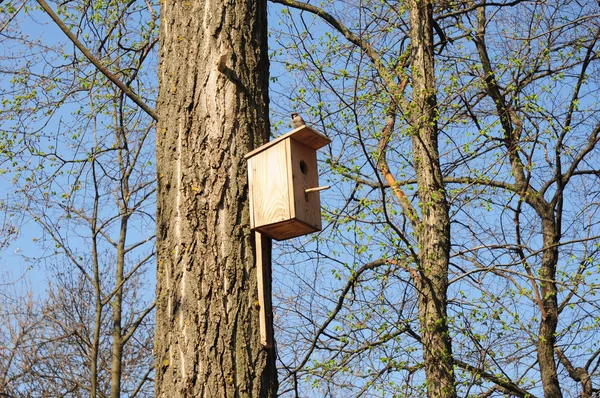 Wróbel na birdhouse, zagnieżdżanie pole wiosną. — Zdjęcie stockowe