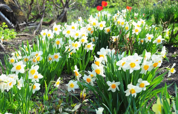 Jardín blanco de primavera flores narcisas con cama de flores tulipanes rojos. Narciso flor también conocida como narciso, narciso, narciso, y jonquil . — Foto de Stock