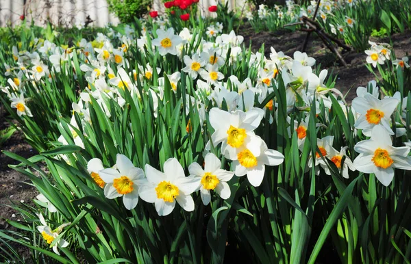 Flores narcisas de primavera blanca. Narciso flor también conocida como narciso, narciso, narciso, y jonquil . — Foto de Stock