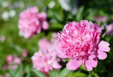 Taze kokulu çiçekler Şakayık Bahçe.