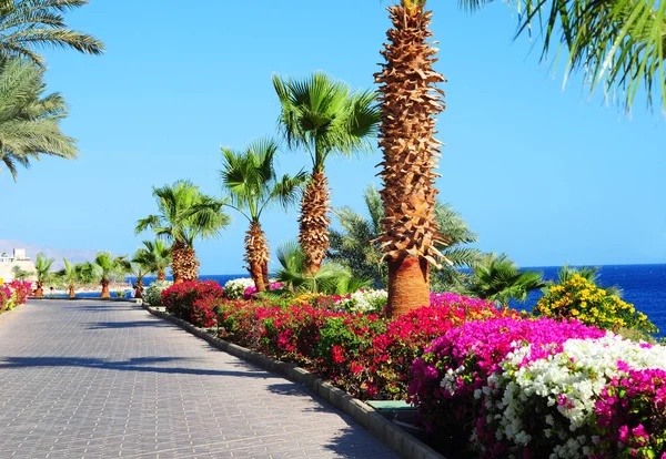 Palm trees, beautiful blooming flowers and footway in tropical garden on Red sea coast . — стоковое фото