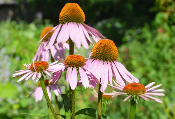 Coneflower colorido ou echinacea roxo no cama de flor abelha-amigável do verão . — Fotografia de Stock