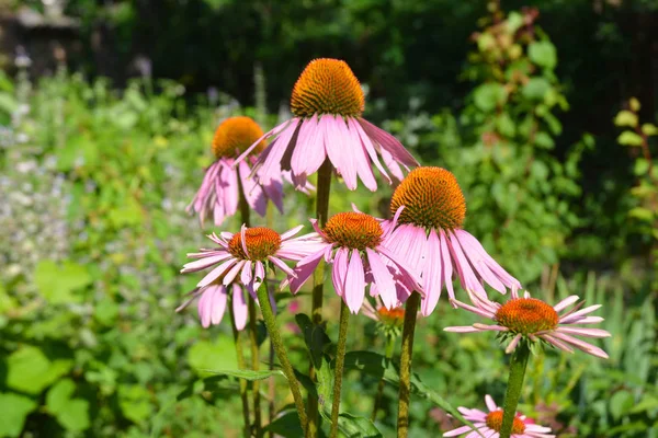 Échinacée colorée ou violette sur un lit de fleurs favorable aux abeilles en été . — Photo
