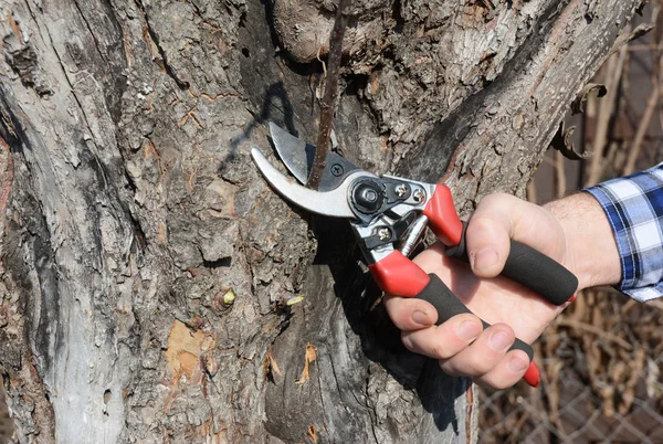 Gardener hand cut tree branch with bypass secateurs, pruning in spring.