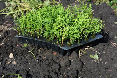 Yeşil satmaktan Evergreen mazı ağaç Fidan Dikim.