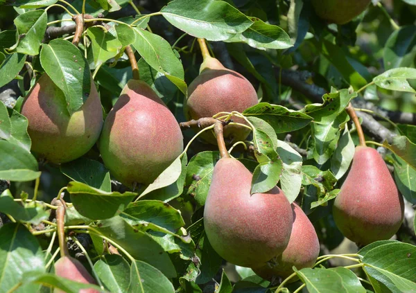 熟した梨 栽培と 梨を収穫します 家の庭で成長している梨 — ストック写真