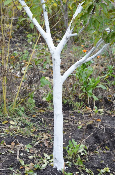 Белое Фруктовое Дерево Покраска Дерева Белый Цвет Предотвращает Кора Нагрева — стоковое фото
