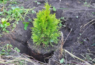 Mazı (bitki) pot kökleri bahçede dikim yakın çekim