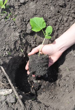 Salatalık bir bahçede dikim bahçıvan.