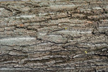 Kabuk ahşap ağaç doku arka plan deseni üzerinde Kapat.