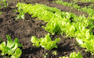 Marul: dikim, büyüyen ve gard salata marul hasadı