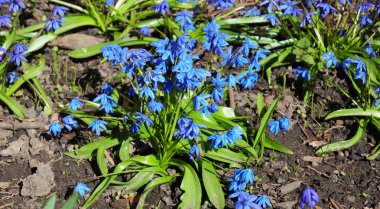 İlk bahar çiçekleri Squill, Scilla Bifolia bal arıları Bahçe çiçek yatakta ile
