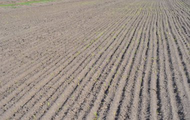 Gozlerime desen dikim ve bitkileri yetiştirme ile sürülmüş bir alan içinde satır