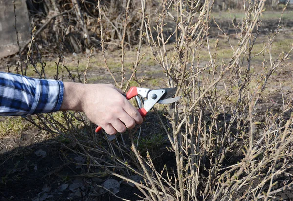 Våren trädgårdsarbete. Trädgårdsmästare skärande krusbär (Ribes uva-crispa) bush med kringgå sekatörer tidigt på våren. — Stockfoto