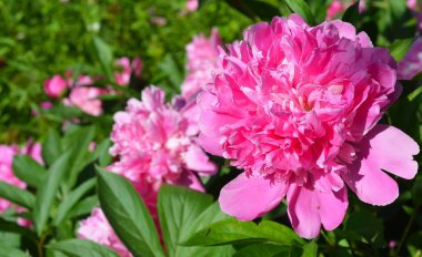 Şakayık veya paeony çiçekli bitki cins Paeonia içinde olduğunu.