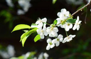 Güzel beyaz kiraz çiçekleri. Kiraz çiçek açan ağaç bahar.