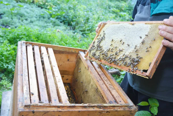 Cerca Apicultura Apicultor Sosteniendo Marco Panal Abeja Colmena Con Abejas —  Fotos de Stock