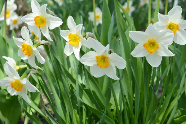 Frühlingsblumenbeet Mit Narzissenblüte Auch Als Narzisse Bekannt — Stockfoto