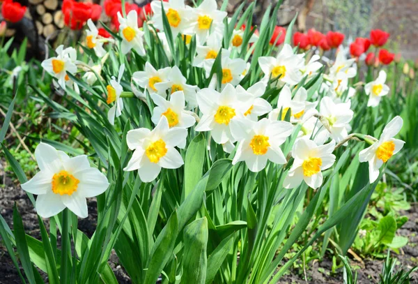 Cama Flores Primavera Con Flores Narcisas También Conocidas Como Narcisos — Foto de Stock