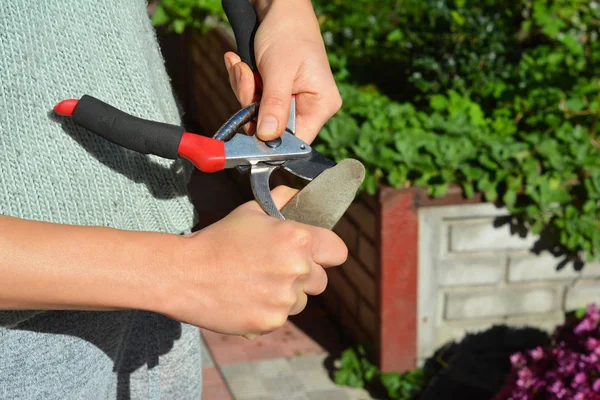 Woman Sharpen Pruning Shears Gardener Cleaning Sharpening Garden Tools — Stock Photo, Image