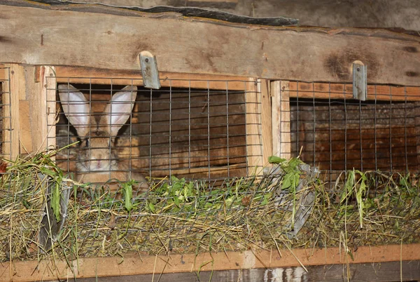 Gros Plan Sur Élevage Lapins Nourrir Des Lapins Cage Lapin — Photo