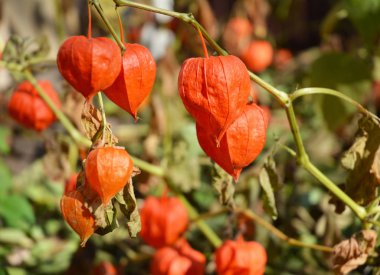 Kış kirazı, Peruviana sebze hasadı. Physalis çiçekleri, yer kirazı ya da kış kirazı.