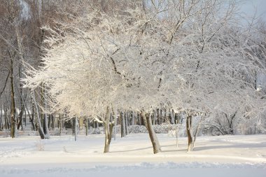 Kış manzarası. Karda güzel kış parkı ağaçları. Sabahın erken saatlerinde