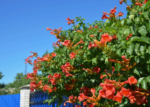 Trumpet vine flowers on house fence. Campsis radicans, trumpet vine or trumpet creeper, also known as cow itch vine or hummingbird vine