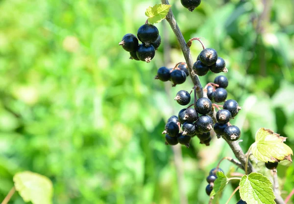 Урожай черной смородины. Спелые свежие черные смородины — стоковое фото