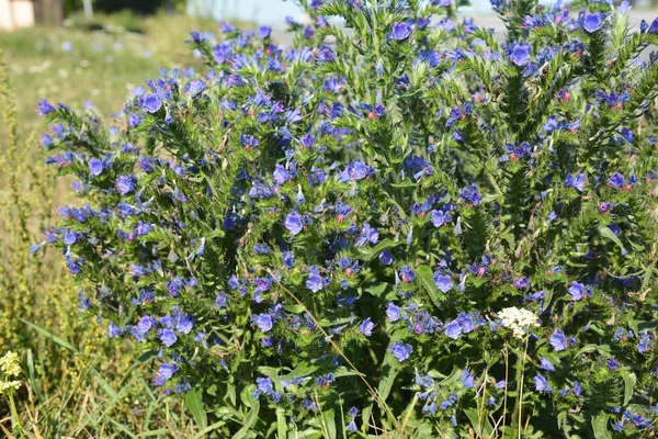 Echium, viper 's bugloss, blueweed of Echium vulgare bloeien in de tuin — Stockfoto