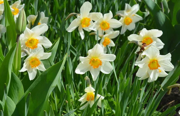 Narzisse blüht Blumenbeet mit Driftgelb. Weiße Narzissenblüten Narzissen. Narzissenblüte auch als Narzissen, Narzissen, Narzissen und Narzissen bekannt. — Stockfoto