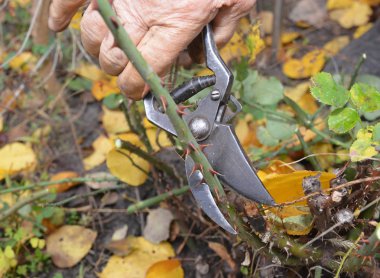 Kış fırtınalarında rüzgâr taşlarını azaltmak için uzun çalılık güllerinin saplarını kısalt. Güller sonbaharda bakım yapar