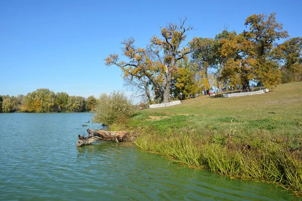 Oude eikenbomen op de oever van het meer in de kleurrijke herfst — Stockfoto