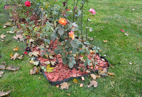 How to look after roses in autumn