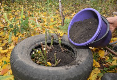 Gardener making shelter for roses winter protection with dirt and car tire. Insulate roses for winter. clipart