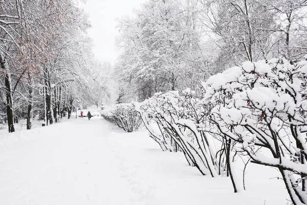 Nevicate in strada con alberi ricoperti di neve. Paese delle meraviglie invernali nel sentiero del parco innevato — Foto Stock